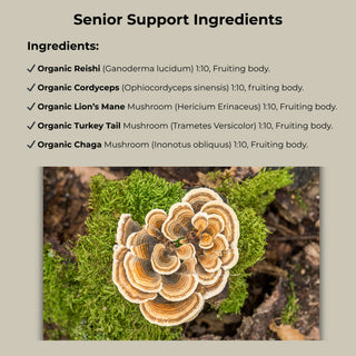 Senior Support – Daily Wellness for Aging Dogs