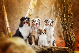 Pets